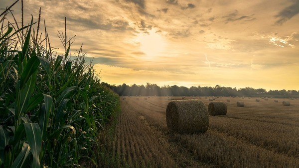 Javni poziv Program potpora poljoprivredi i ruralnom razvoju na području Grada Kutine za 2025. godinu